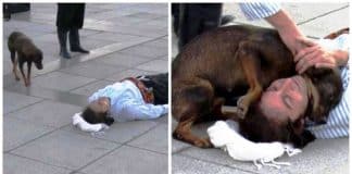Cachorrinho de rua interrompe apresentação para ajudar ator que fingia estar machucado [VIDEO]
