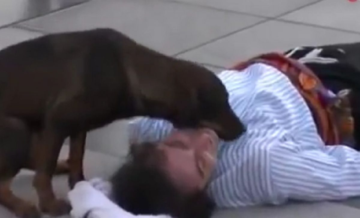 revistapazes.com - Cachorrinho de rua interrompe apresentação para ajudar ator que fingia estar machucado [VIDEO]