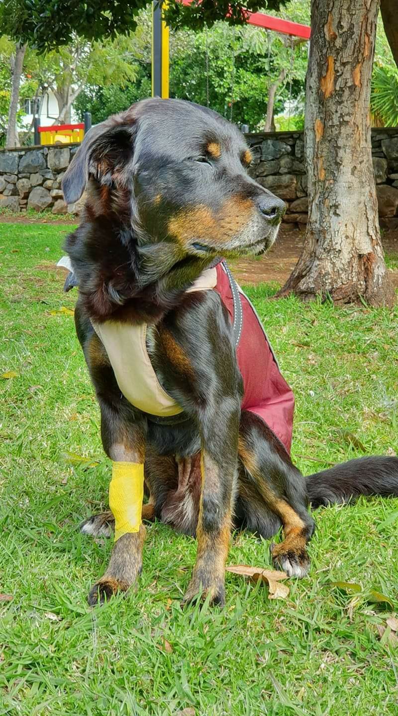 revistapazes.com - Abrigo leva cachorro com doença terminal em seu último passeio ao parque antes dele morrer: 'Foi em paz'