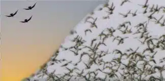 12 reflexões inesquecíveis do livro “Fernão Capelo Gaivota”, de Richard Bach