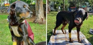 Abrigo leva cachorro com doença terminal em seu último passeio ao parque antes dele morrer: ‘Foi em paz’