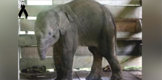 Filhote de elefante vítima de armadilha de caçador perde tromba e falece dias depois
