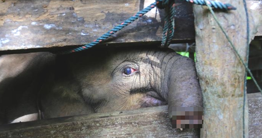 revistapazes.com - Filhote de elefante vítima de armadilha de caçador perde tromba e falece dias depois