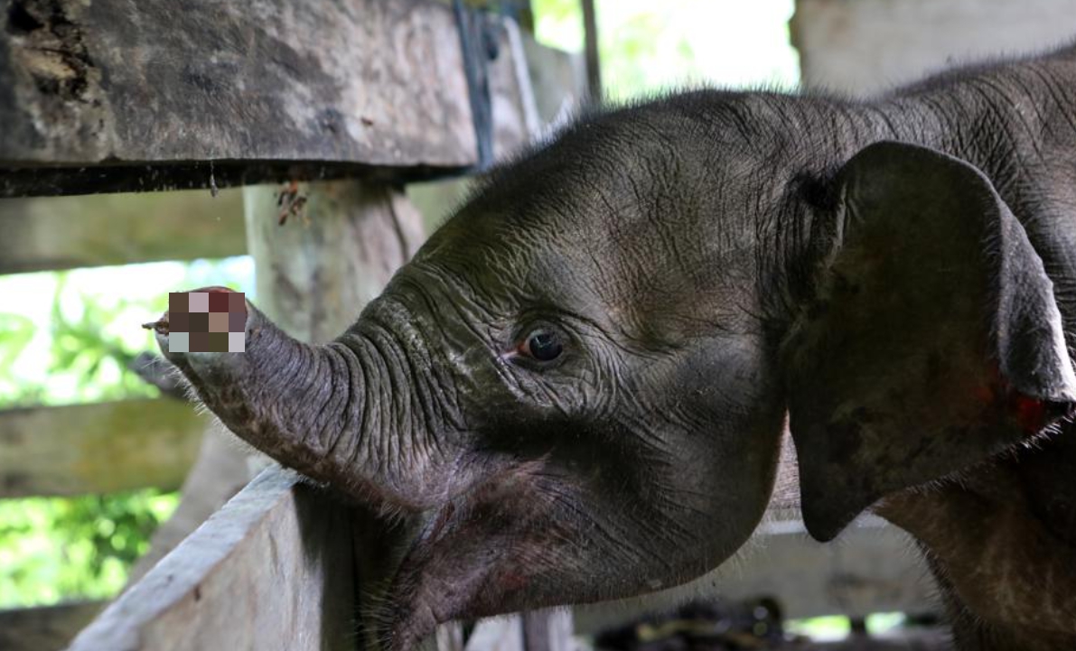 revistapazes.com - Filhote de elefante vítima de armadilha de caçador perde tromba e falece dias depois
