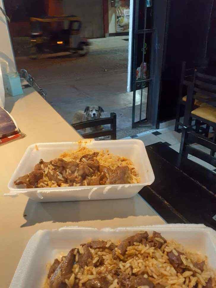 revistapazes.com - Restaurante alimenta cachorrinhos de rua usando sobras de comida dos seus clientes