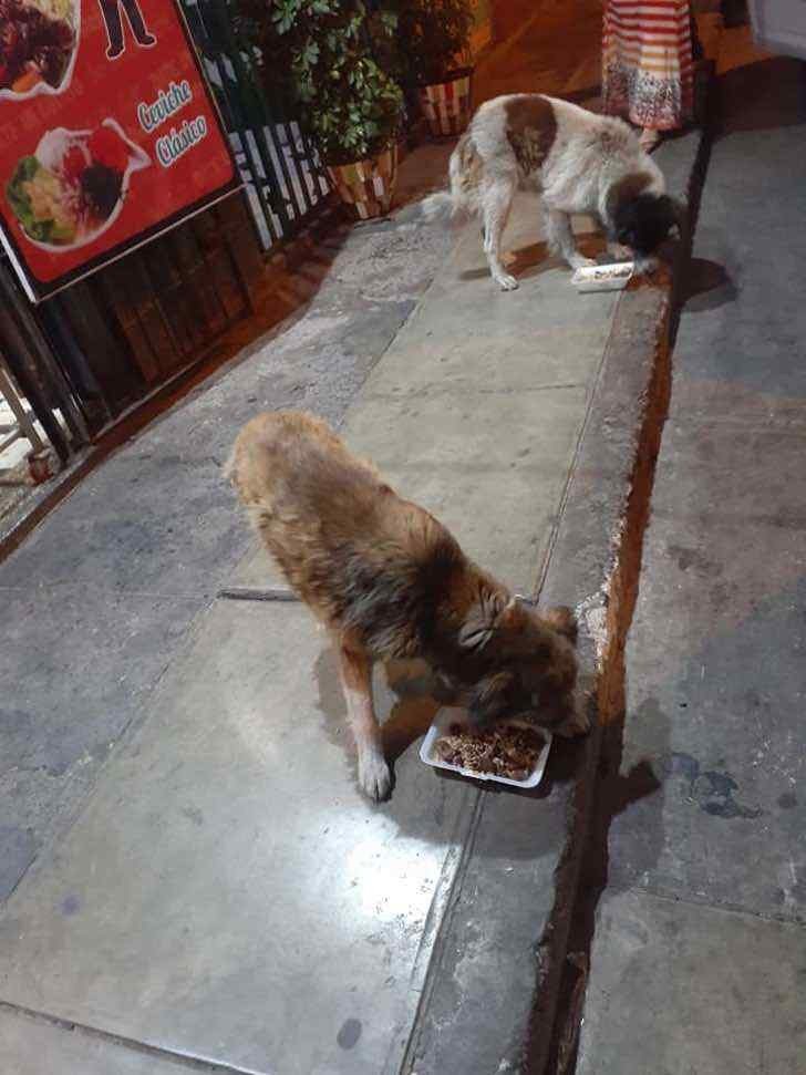 revistapazes.com - Restaurante alimenta cachorrinhos de rua usando sobras de comida dos seus clientes