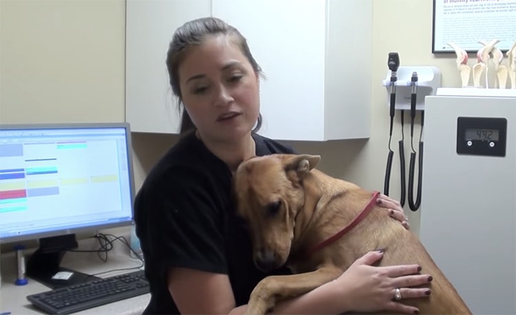 revistapazes.com - Cachorro saudável salvo 5 minutos antes de ser sacrificado faz sua veterinária chorar