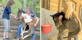 Mulher resgata potros indesejados deixados para morrer em indústrias de criação de cavalos