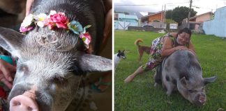 Mulher é enganada ao comprar “mini porca”, animal cresce e atinge 250 kg: ‘Minha princesa’