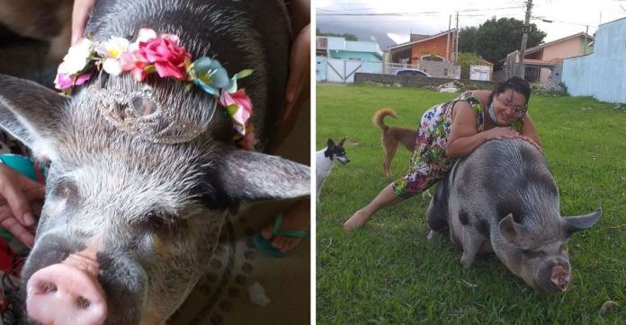 Mulher é enganada ao comprar “mini porca”, animal cresce e atinge 250 kg: ‘Minha princesa’
