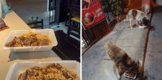 Restaurante alimenta cachorrinhos de rua usando sobras de comida dos seus clientes