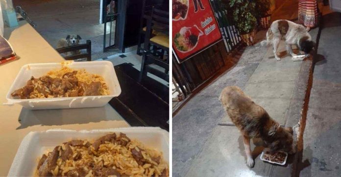 Restaurante alimenta cachorrinhos de rua usando sobras de comida dos seus clientes