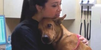 Cachorro saudável salvo 5 minutos antes de ser sacrificado faz sua veterinária chorar