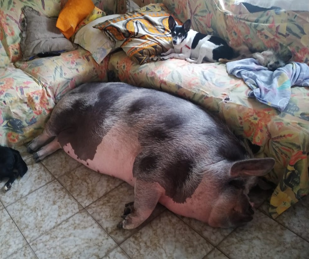 revistapazes.com - Mulher é enganada ao comprar "mini porca", animal cresce e atinge 250 kg: 'Minha princesa'