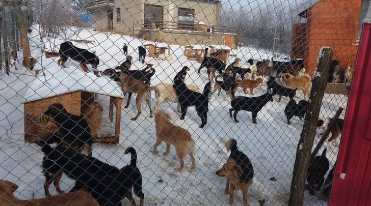 revistapazes.com - “Eles são minha vida, minha missão na Terra”: homem resgata cães abandonados na Sérvia há 20 anos