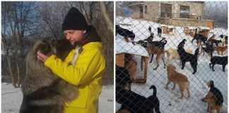 “Eles são minha vida, minha missão na Terra”: homem resgata cães abandonados na Sérvia há 20 anos