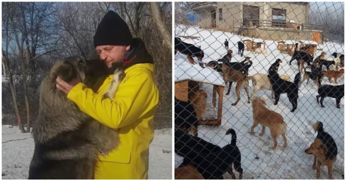 “Eles são minha vida, minha missão na Terra”: homem resgata cães abandonados na Sérvia há 20 anos