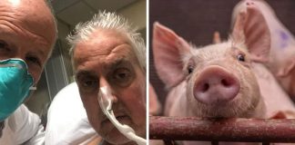 Paciente com doença terminal recebe 1º transplante de coração de porco da história