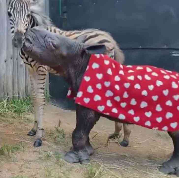 revistapazes.com - Zebra resgatada por santuário se torna melhor amiga de bebê rinoceronte em recuperação