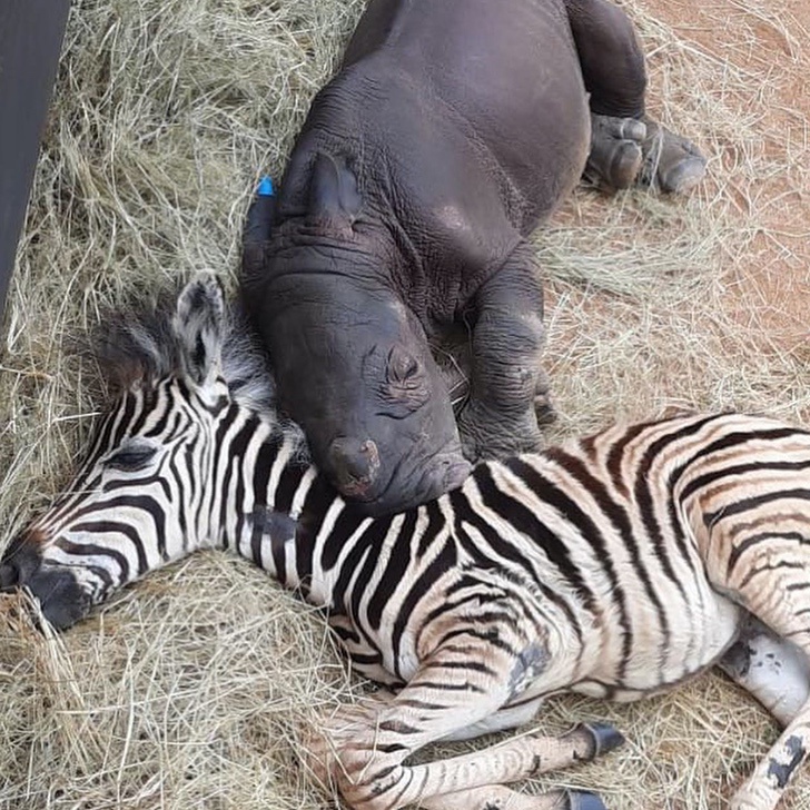 revistapazes.com - Zebra resgatada por santuário se torna melhor amiga de bebê rinoceronte em recuperação