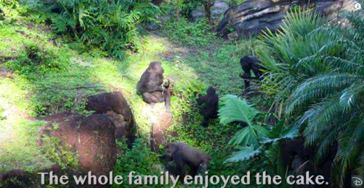 revistapazes.com - Gorila idoso de parque da Disney celebra 41 anos de vida ao lado da família comendo bolo de frutas [VIDEO]