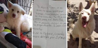Menino ‘abandona’ cãozinho em porta de abrigo para que seu pai não o machucasse mais