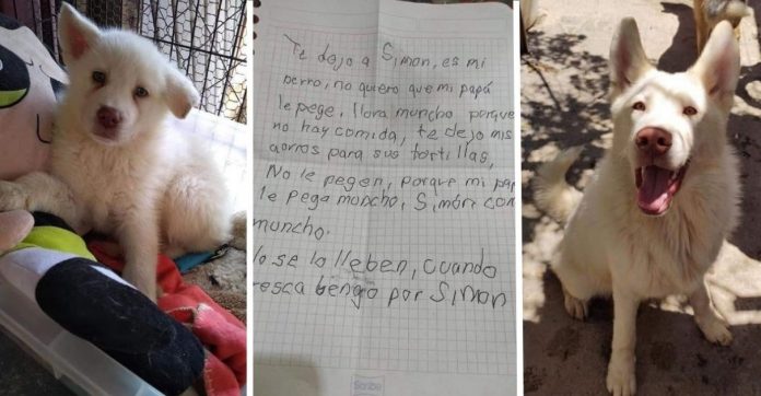 Menino ‘abandona’ cãozinho em porta de abrigo para que seu pai não o machucasse mais