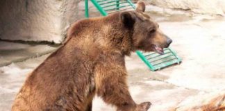 Mãe joga filha de 3 anos dentro de jaula de urso e animal não fere a criança