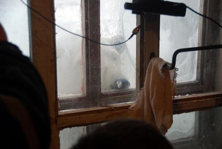 revistapazes.com - Ursos polares são flagrados caçando comida no lixo em cidade russa: 'Culpa das mudanças climáticas', alerta cientista