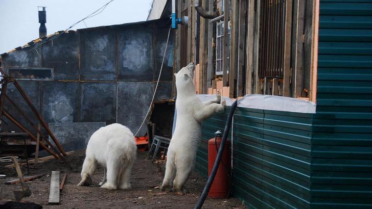 revistapazes.com - Ursos polares são flagrados caçando comida no lixo em cidade russa: 'Culpa das mudanças climáticas', alerta cientista