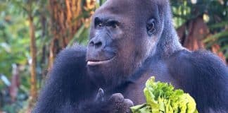 Gorila idoso de parque da Disney celebra 41 anos de vida ao lado da família comendo bolo de frutas [VIDEO]