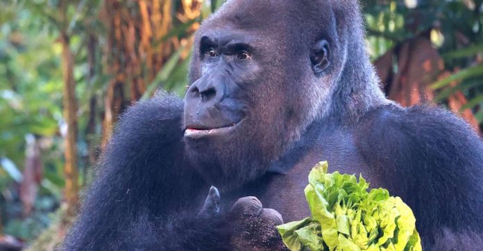 Gorila idoso de parque da Disney celebra 41 anos de vida ao lado da família comendo bolo de frutas [VIDEO]