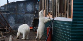 Ursos polares são flagrados caçando comida no lixo em cidade russa: ‘Culpa das mudanças climáticas’, alerta cientista