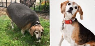 Cachorrinho abandonado por estar acima do peso é adotado por família amorosa e perde 25 kg
