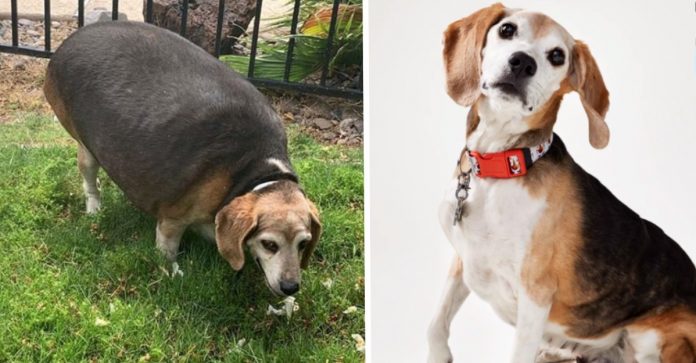 Cachorrinho abandonado por estar acima do peso é adotado por família amorosa e perde 25 kg