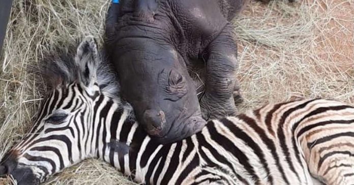 Zebra resgatada por santuário se torna melhor amiga de bebê rinoceronte em recuperação