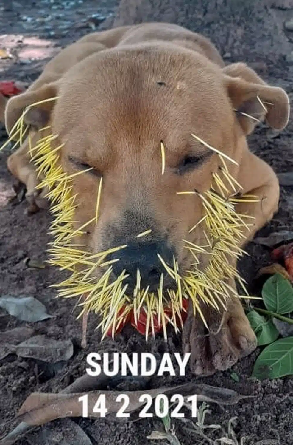 revistapazes.com - Cachorro é resgatado por tutor após ser atacado por ouriço em Araras (SP)