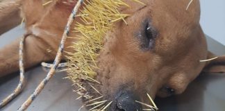 Cachorro é resgatado por tutor após ser atacado por ouriço em Araras (SP)