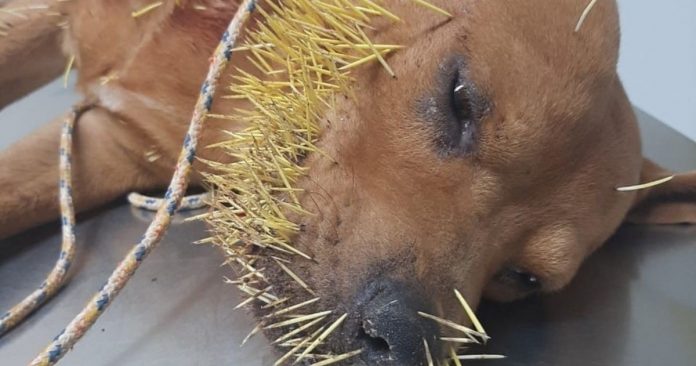Cachorro é resgatado por tutor após ser atacado por ouriço em Araras (SP)
