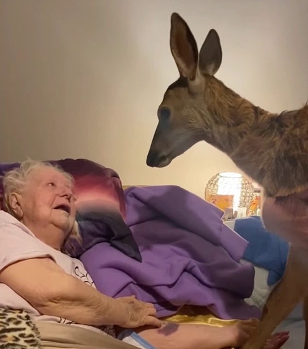 revistapazes.com - Fã idosa de "Bambi" realiza sonho de conhecer um cervo de verdade antes de falecer