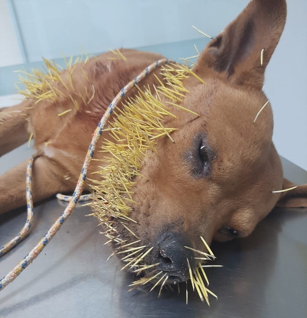 revistapazes.com - Cachorro é resgatado por tutor após ser atacado por ouriço em Araras (SP)