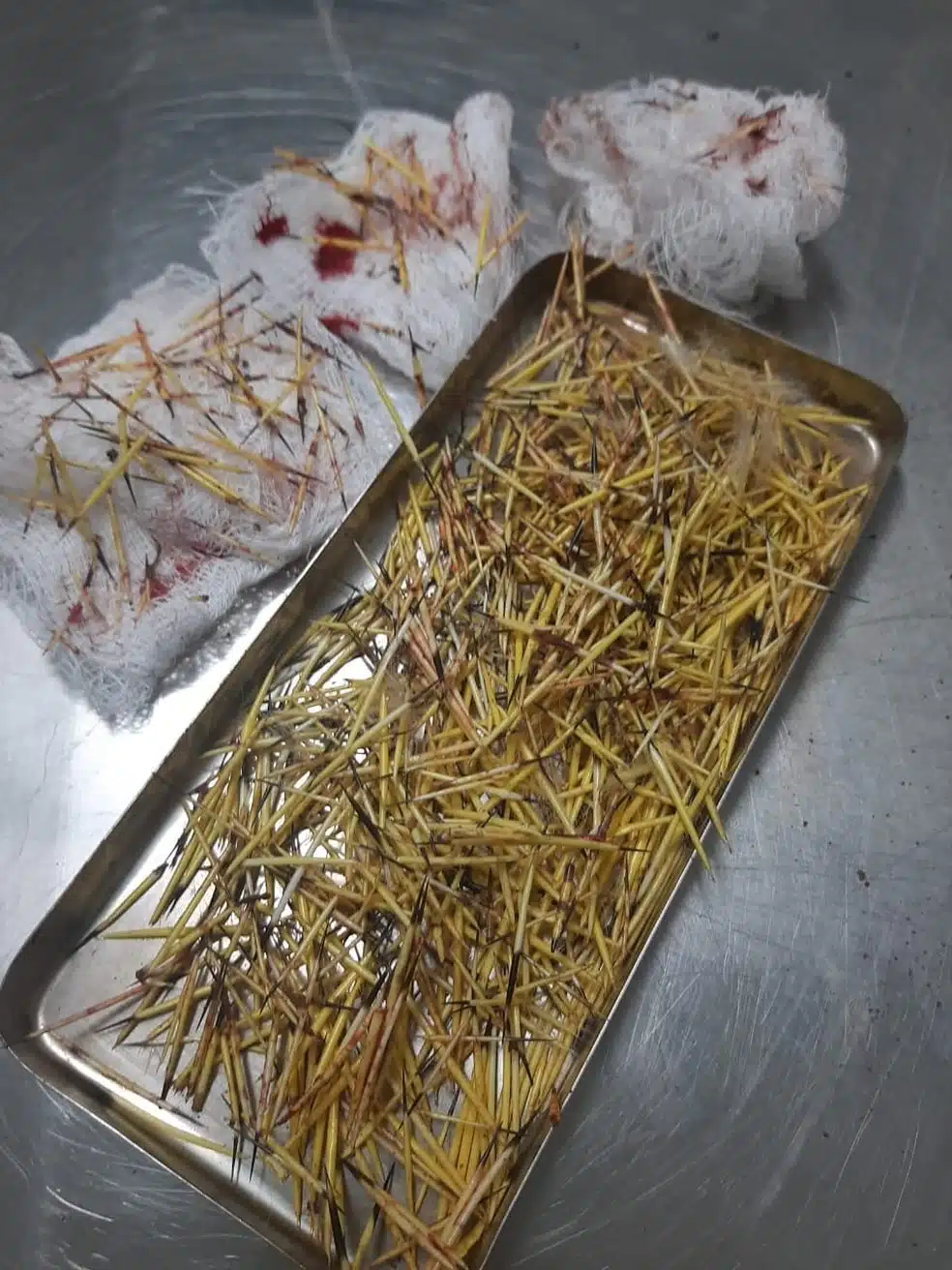 revistapazes.com - Cachorro é resgatado por tutor após ser atacado por ouriço em Araras (SP)