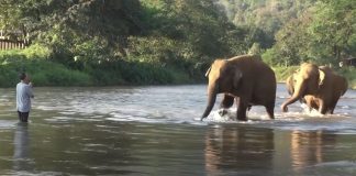 Memória de elefante: manada corre para abraçar cuidador que ficou 14 meses sem vê-los [VIDEO]