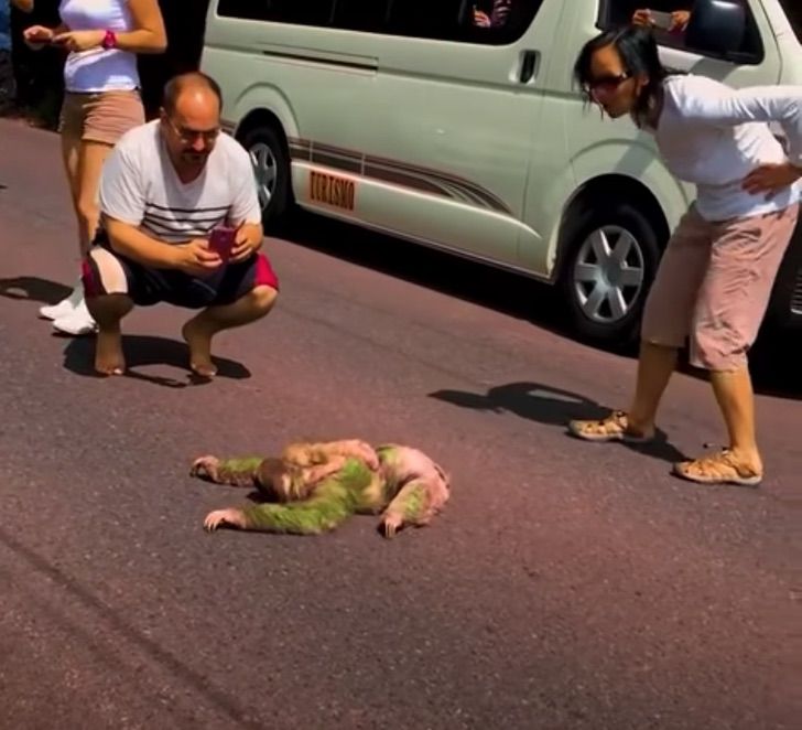 revistapazes.com - Motoristas interrompem trânsito para esperar pacientemente uma mamãe preguiça atravessar a rua