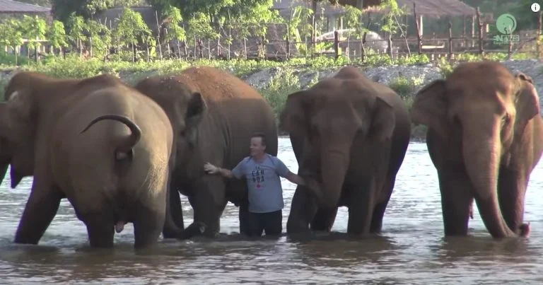 revistapazes.com - Memória de elefante: manada corre para abraçar cuidador que ficou 14 meses sem vê-los [VIDEO]
