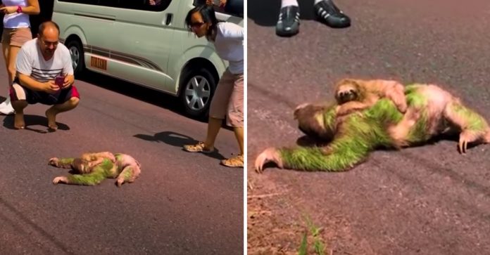 Motoristas interrompem trânsito para esperar pacientemente uma mamãe preguiça atravessar a rua