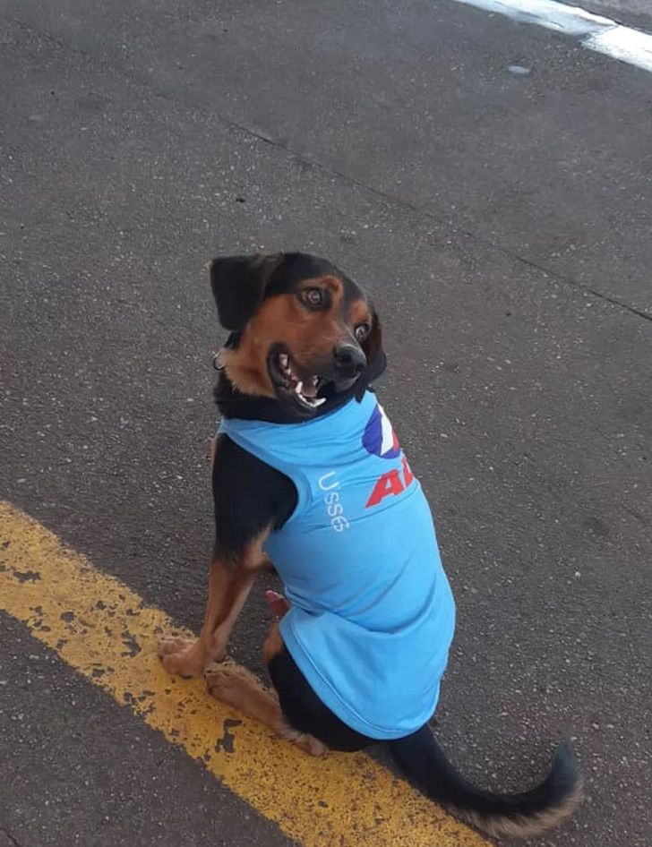 revistapazes.com - Cão de rua é adotado por posto de gasolina e vira "cãofuncionário" e mascote do local