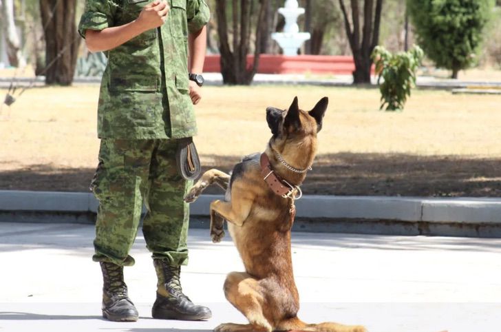 revistapazes.com - Soldados do Exército resgatam cachorrinho que foi abandonado por traficantes na fronteira no México