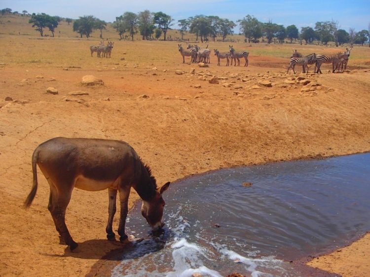 revistapazes.com - Homem dirige caminhão-pipa por horas para salvar centenas de animais que morriam de sede