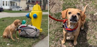 Cachorrinha é abandonada amarrada em hidrante ao lado de mochila com todos seus pertences